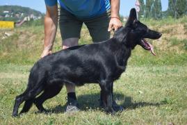 Aya Beauty of the Beast