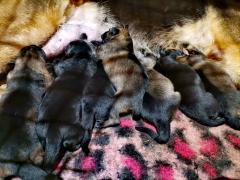 Novo leglo u uzgajiva�nici!