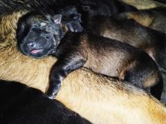 Novo leglo u uzgajiva�nici!