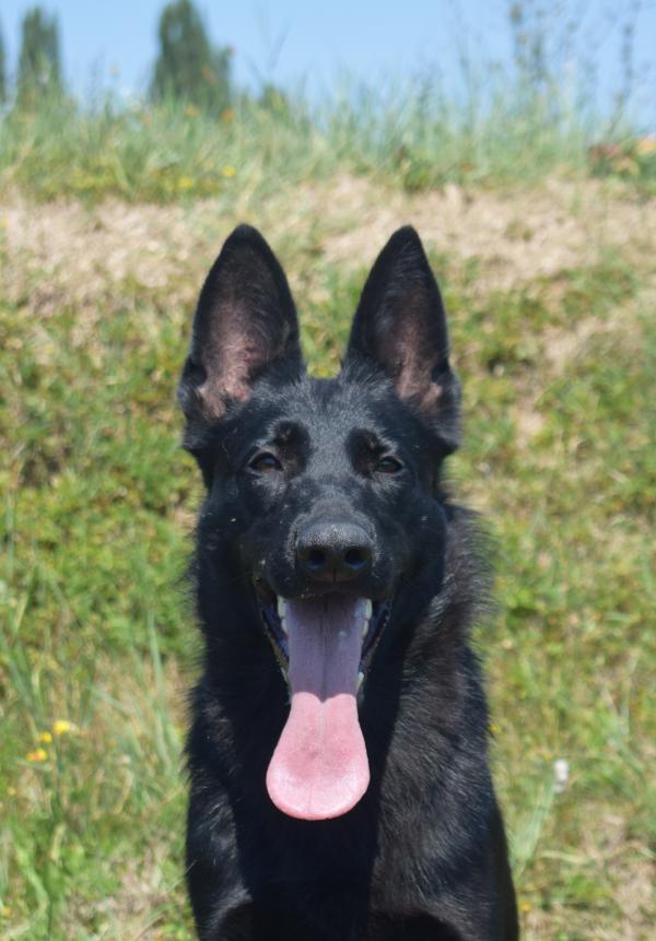 Aya Beauty of The Beast