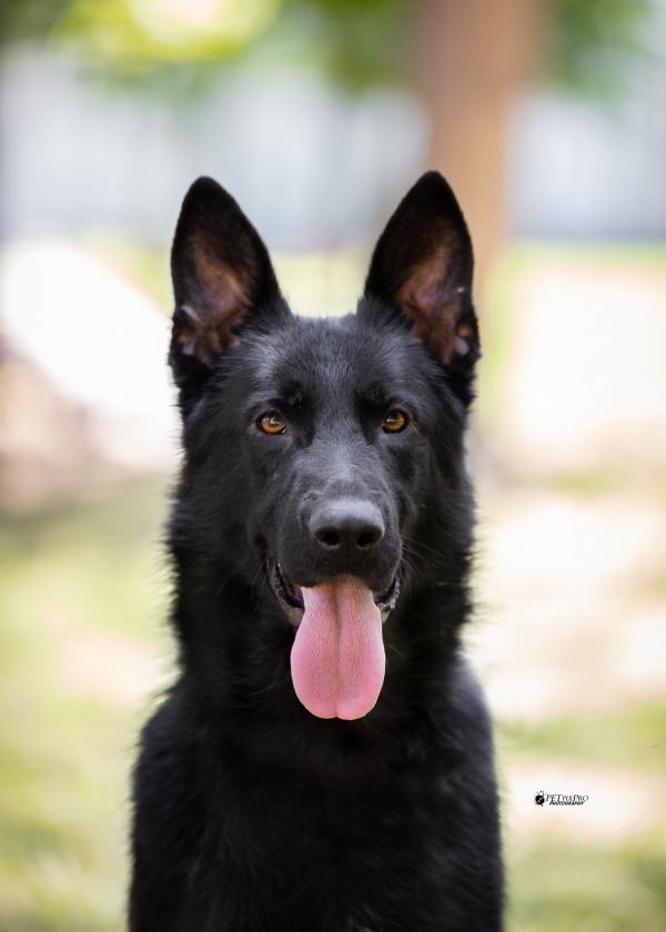 Hellboy Perros de Amigo Mio