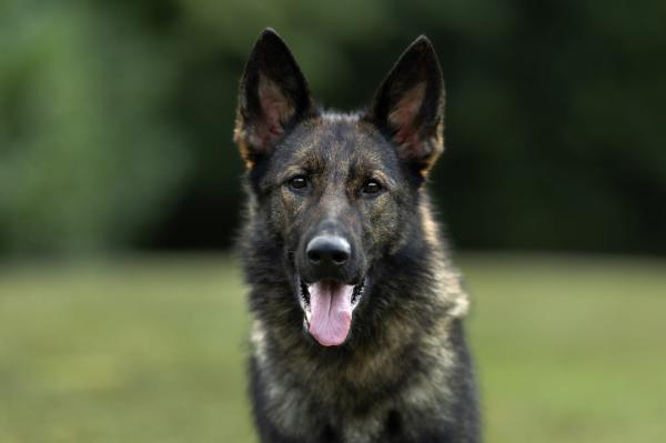 VIVA BEAUTY OF THE BEAST