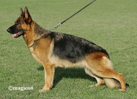 Dixi Dogshof