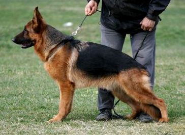 Allegro Beauty of the Beast