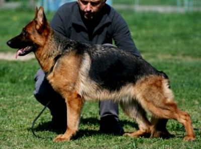 Allegra Beauty of the Beast