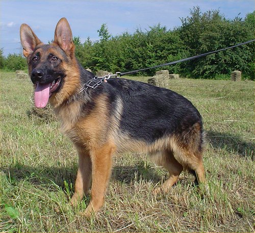 Bronx Beauty Of The Beast