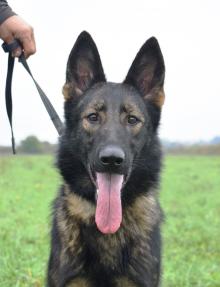 Wendy Beauty of The Beast