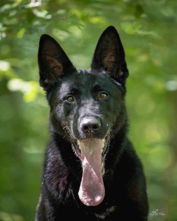 Gringo Beauty of the Beast